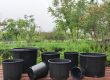 plastic nursery pots (2)